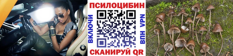 Галлюциногенные грибы Psilocybe  Купить закладки  Кизилюрт 